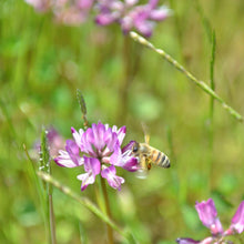 画像をギャラリービューアに読み込む, 大人のバスクチーズケーキ〜URLAR貴腐ワインと鹿児島産はちみつ入り〜【冷凍】