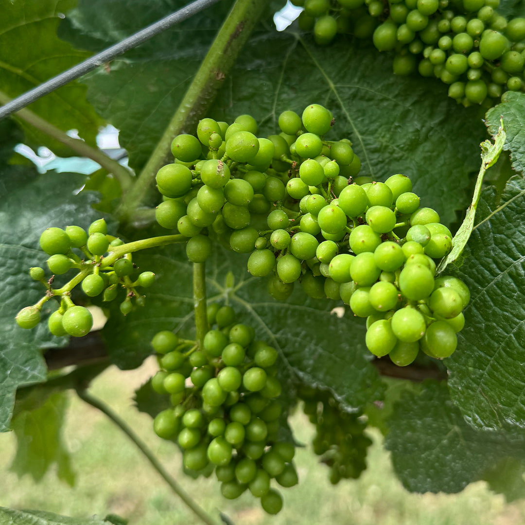ニュージーランド「Celler Door」オープン記念☆特別なヴィオニエ白