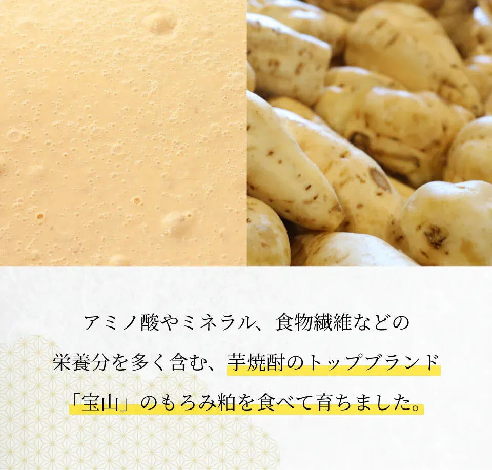黒宝豚美味しさの決め手